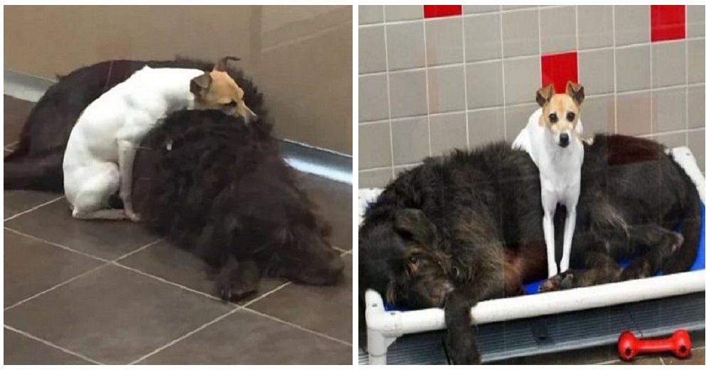 Amigos inseparables saben exactamente qué hacer para que pudieran adoptarlos juntos Amigos inseparables saben exactamente qué hacer para que pudieran adoptarlos juntos