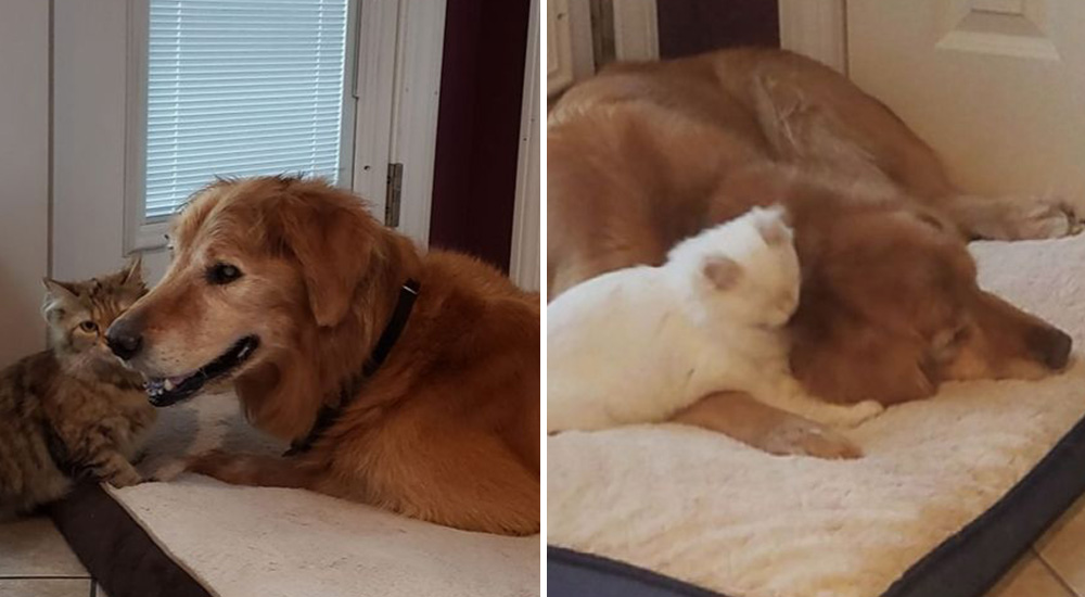 Perro anciano ciego y sordo huyó de casa pero la solidaridad de los vecinos logró lo imposible
