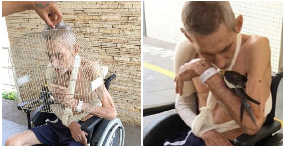 Esta cacatúa dejó de comer por no ver a su dueño hasta que la llevan a visitarlo y todo cambia Esta cacatúa dejó de comer por no ver a su dueño hasta que la llevan a visitarlo y todo cambia
