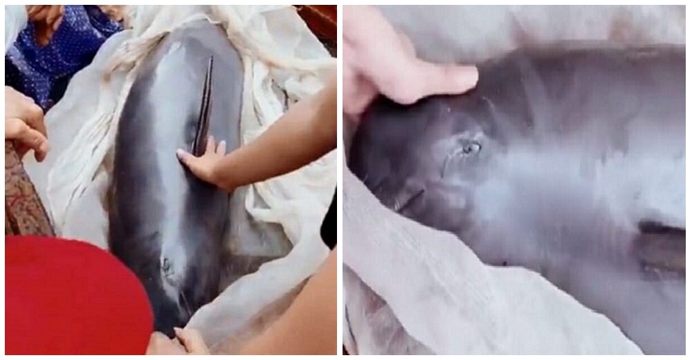Delfín en peligro de extinción llora cuando iban a venderlo como alimento y alguien se conmueve