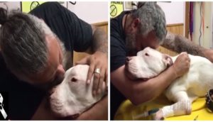 Un «rudo» hombre se rompe al tener que despedir a su perro con el que ha vivido durante 14 años
