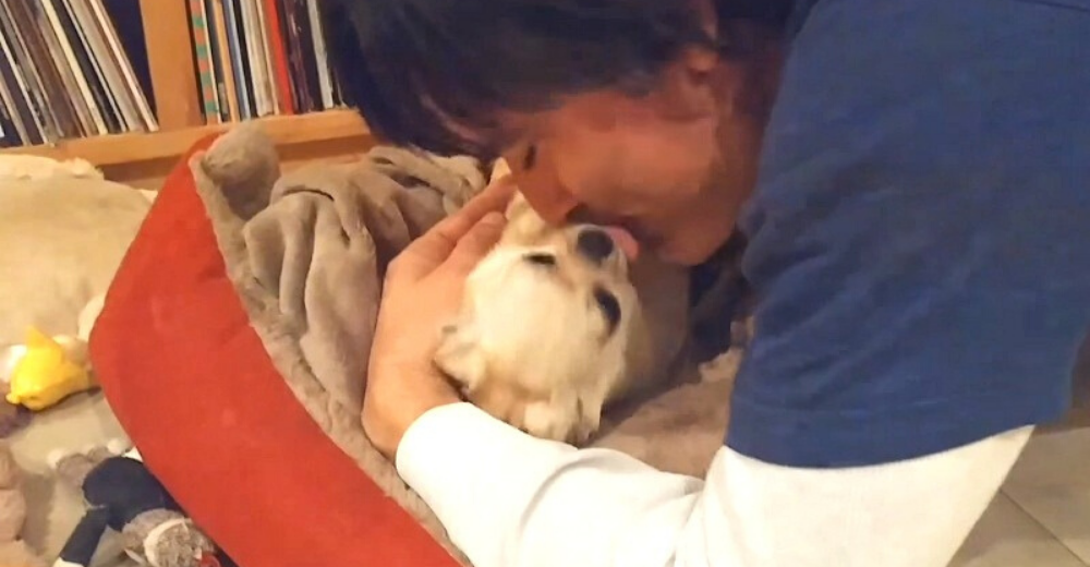 Perro con el corazón roto que no ha visto a papá en 2 meses no sabe que está a punto de llegar Perro con el corazón roto que no ha visto a papá en 2 meses no sabe que está a punto de llegar