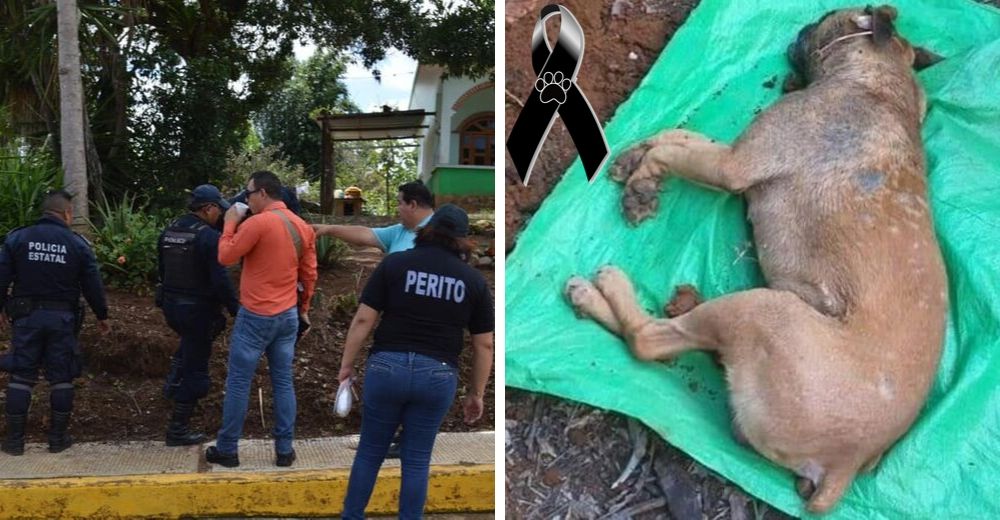 Las autoridades investigan el dramático caso de envenenamiento masivo de perros y gatos Las autoridades investigan el dramático caso de envenenamiento masivo de perros y gatos