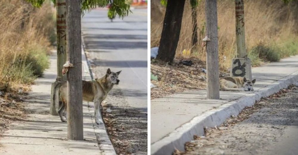 La triste historia del nuevo perrito «Hachiko», espera el regreso de su dueño donde lo dejó La triste historia del nuevo perrito «Hachiko», espera el regreso de su dueño donde lo dejó