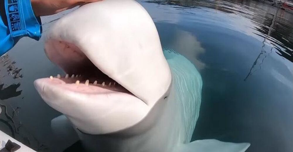 Una traviesa beluga le “roba” su GoPro a una kayakista, graba bajo el agua y sale a devolverla