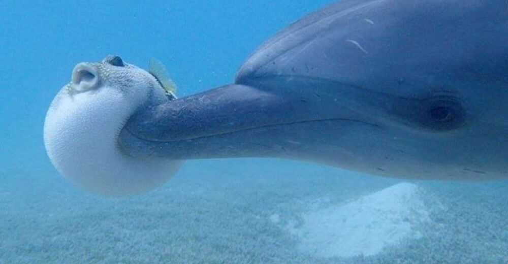 Descubren a un grupo de delfines jóvenes «drogándose» con un pez globo Descubren a un grupo de delfines jóvenes «drogándose» con un pez globo