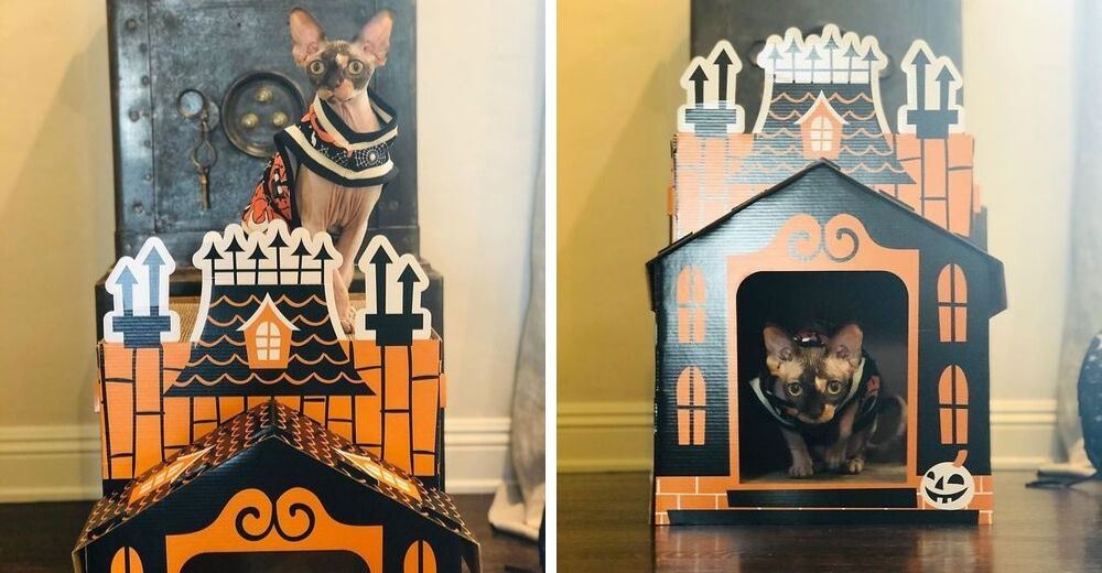 Las mini casas embrujadas para gatos perfectas para Halloween que están arrasando en Internet Las mini casas embrujadas para gatos perfectas para Halloween que están arrasando en Internet