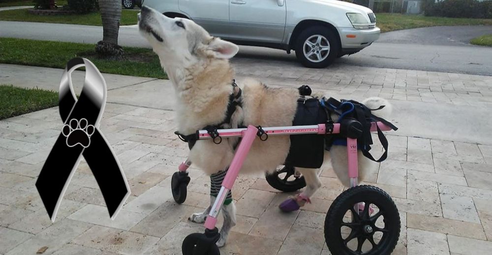 Roban un auto con una perrita discapacitada en su interior y días después es hallada sin vida Roban un auto con una perrita discapacitada en su interior y días después es hallada sin vida