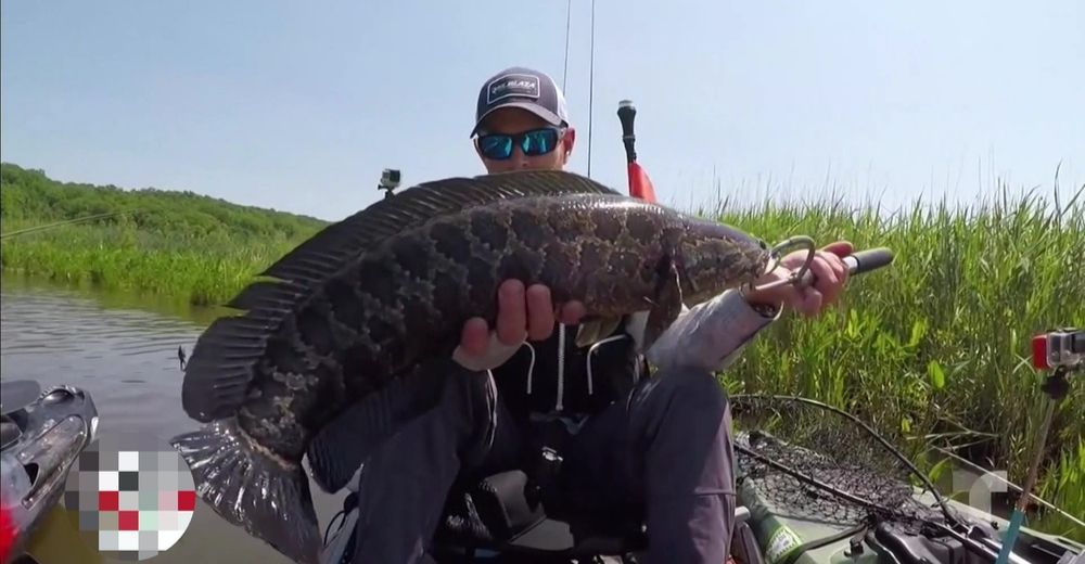 Descubren extraños peces con cabeza de serpiente tan peligrosos que deben ser sacrificados