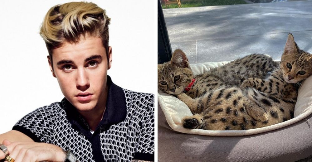 Justin Bieber recibe duras críticas tras pagar 35.000 dólares por sus nuevas «mascotas exóticas» Justin Bieber recibe duras críticas tras pagar 35.000 dólares por sus nuevas «mascotas exóticas»