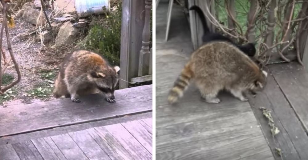 Mapache ciego salva a 2 gatitos y los lleva a su casa, días después los mininos regresan solos Mapache ciego salva a 2 gatitos y los lleva a su casa, días después los mininos regresan solos