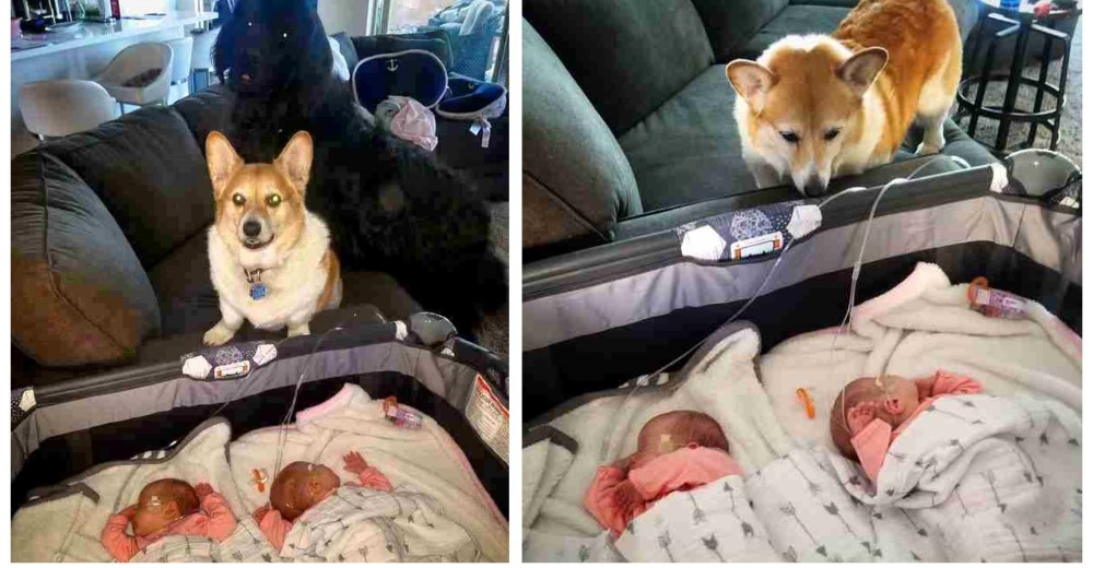 Aman tanto a sus hermanas gemelas recién nacidas que quieren darles sus cosas más preciadas