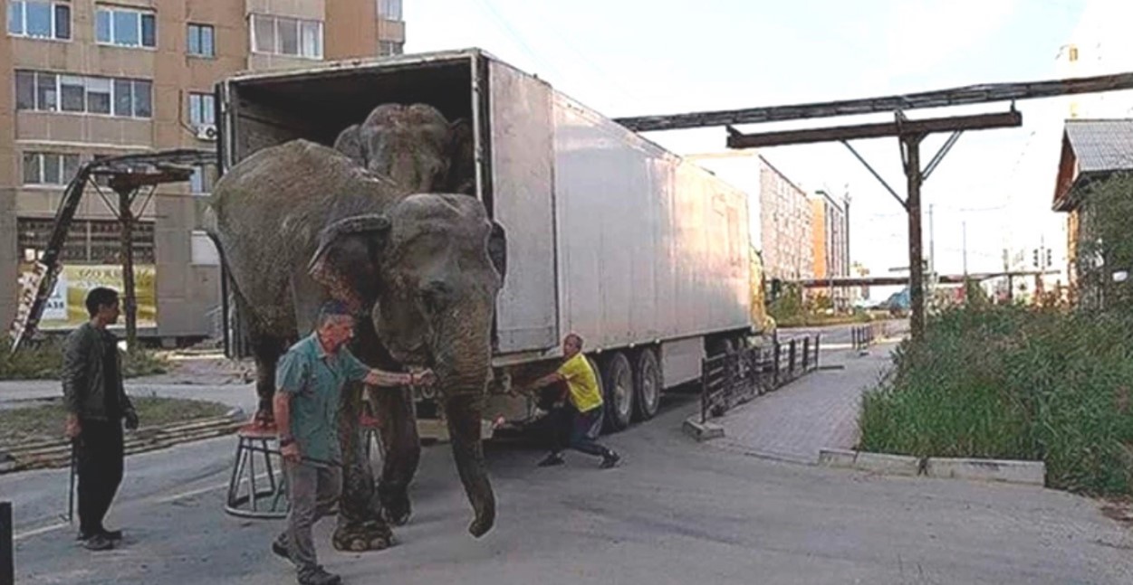 Elefantes son forzados a recorrer 16.000 kilómetros en la crueldad de un circo ambulante Elefantes son forzados a recorrer 16.000 kilómetros en la crueldad de un circo ambulante