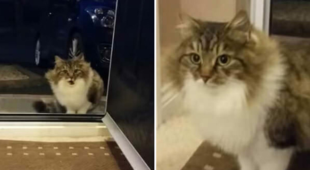 Gatita callejera ruega que la dejen entrar a la casa, luego descubren que no venía sola Gatita callejera ruega que la dejen entrar a la casa, luego descubren que no venía sola
