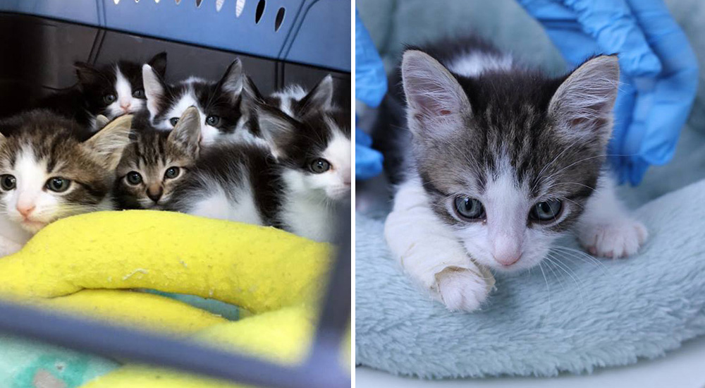 Consiguen la solución para que estos 6 bebés especiales logren enderezar sus patitas torcidas