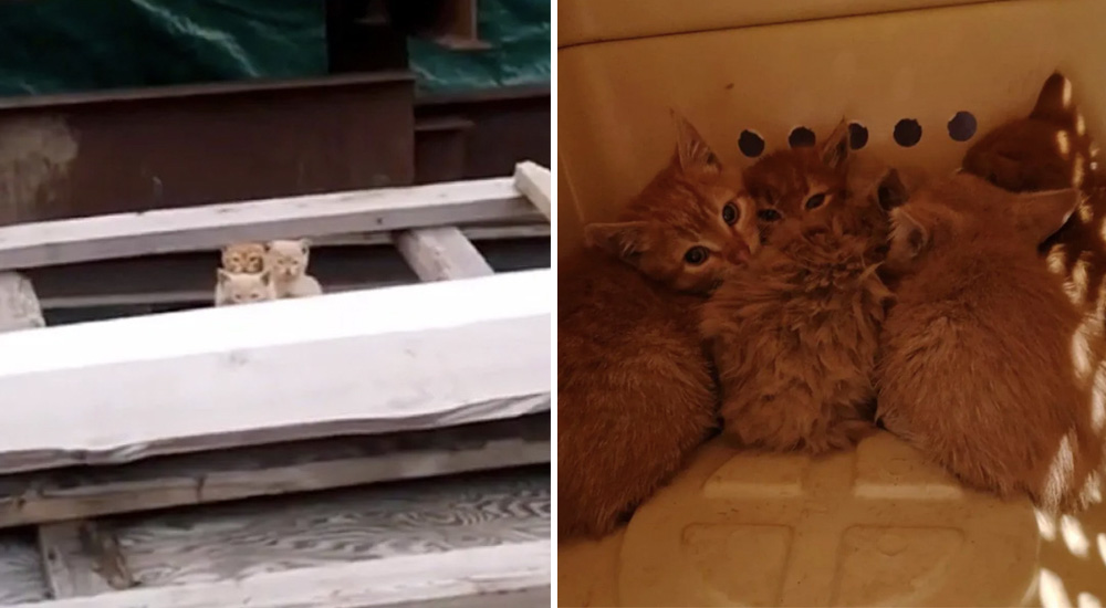 Diminutos gatitos son rescatados bajo un peligroso escondite y aprenden una importante lección