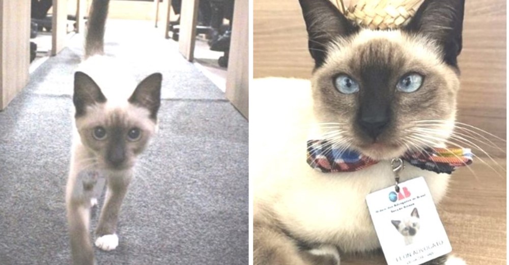 Un gatito de la calle busca refugio en una firma de abogados y ellos deciden “contratarlo” Un gatito de la calle busca refugio en una firma de abogados y ellos deciden “contratarlo”