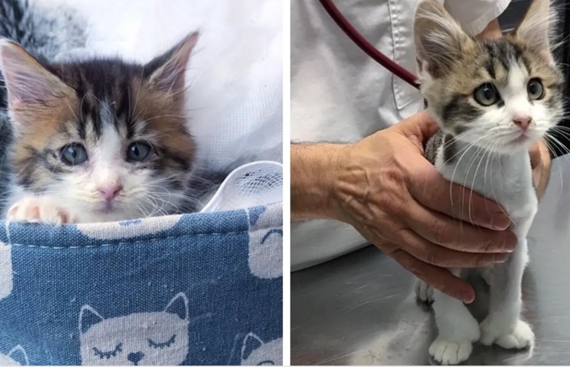 El gatito con 18 dedos se convierte en una celebridad después de ser rescatado de las calles El gatito con 18 dedos se convierte en una celebridad después de ser rescatado de las calles