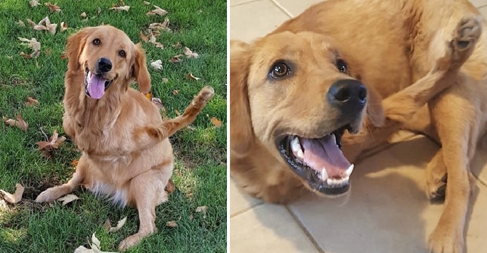 El extraño caso de una Rexi, una dulce perrita cuyas patas delanteras crecen al revés El extraño caso de una Rexi, una dulce perrita cuyas patas delanteras crecen al revés