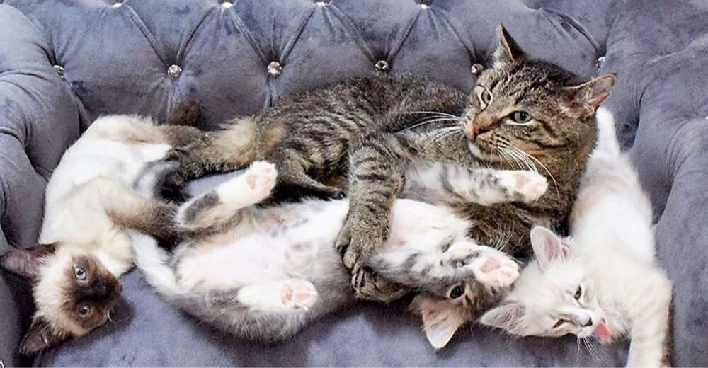 Un anciano felino se dedica en sus últimos días a cuidar a gatitos huérfanos con todo su amor Un anciano felino se dedica en sus últimos días a cuidar a gatitos huérfanos con todo su amor