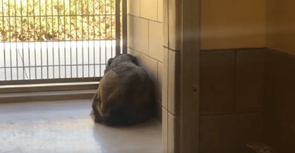 Perrita aterrorizada se esconde en una esquina para no ser vista en un refugio repleto de gente Perrita aterrorizada se esconde en una esquina para no ser vista en un refugio repleto de gente