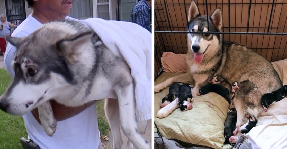 Atropellan a una perrita a quien sus 8 cachorros recién nacidos esperaban hambrientos
