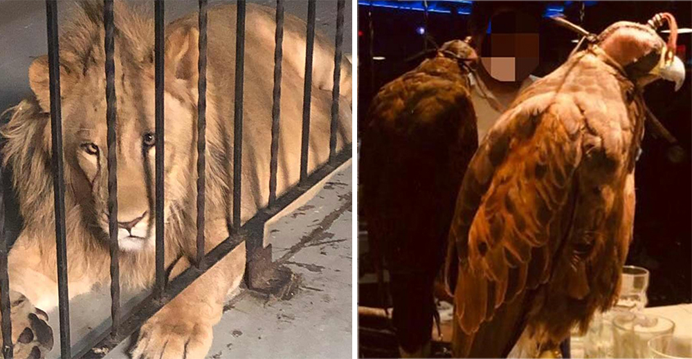 La reacción de unos maleantes después de que la policía incautara leones, un águila y una pitón