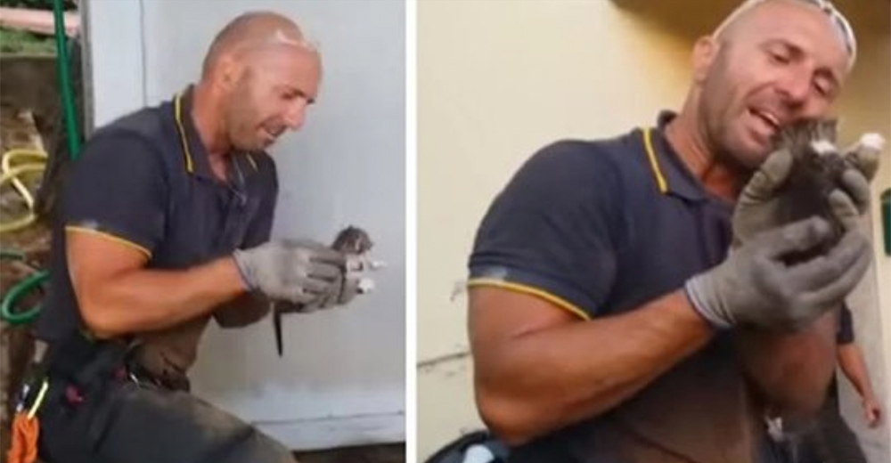 No puede contener las lágrimas tras terminar el complejo rescate de unos gatitos atrapados No puede contener las lágrimas tras terminar el complejo rescate de unos gatitos atrapados