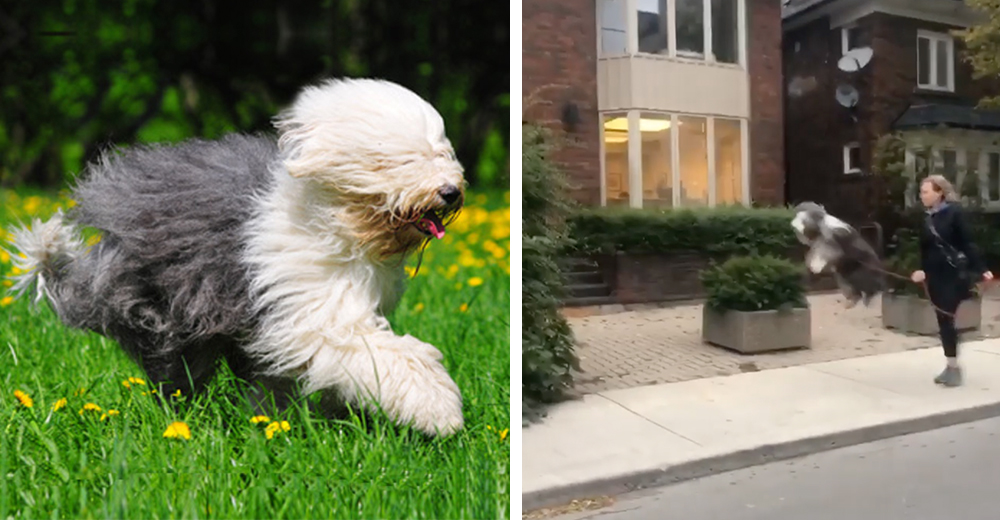 El video viral del «perro más feliz del mundo» cuando sale a pasear con su flemática dueña El video viral del «perro más feliz del mundo» cuando sale a pasear con su flemática dueña
