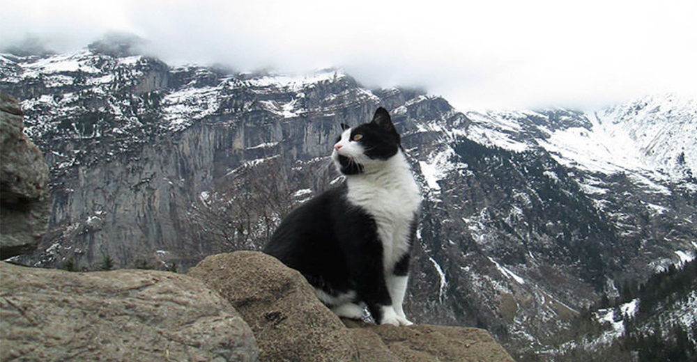 Gatita no se separa de un hombre perdido en los Alpes suizos y lo lleva a un lugar seguro