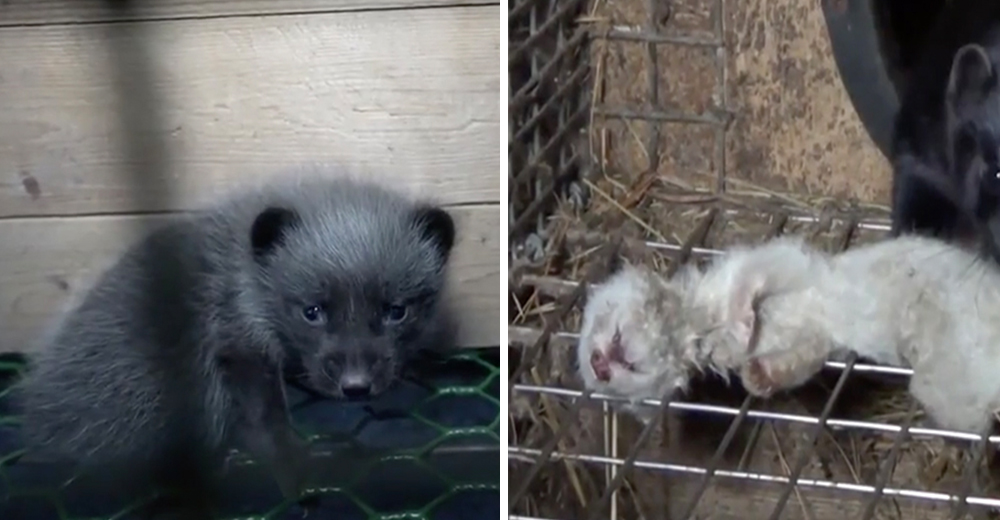 Sale a la luz la sed de dinero que mueve la crueldad animal detrás de las granjas de pieles Sale a la luz la sed de dinero que mueve la crueldad animal detrás de las granjas de pieles