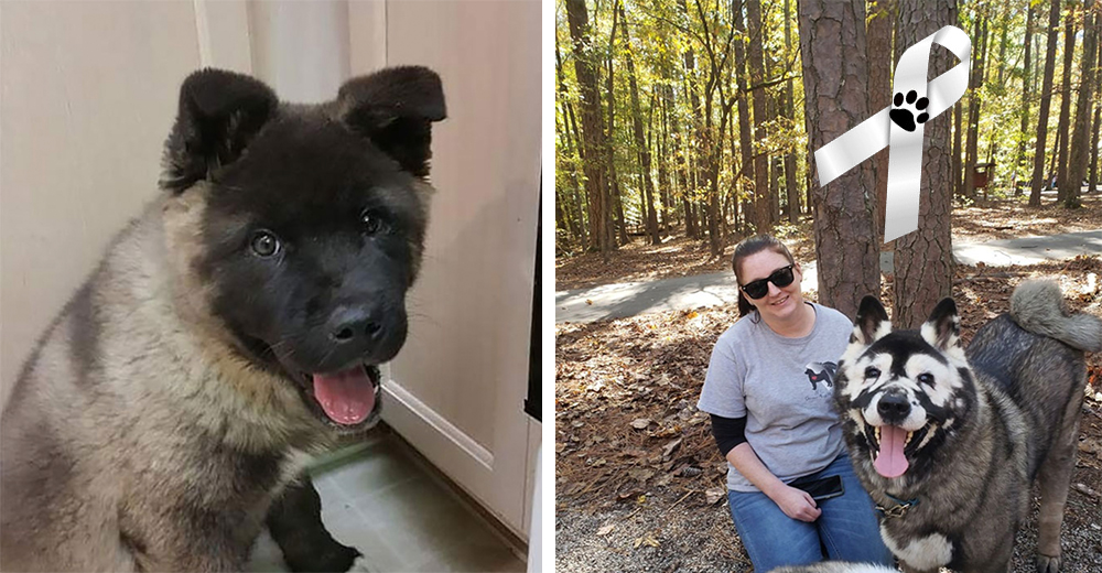 Su perro sufrió durante 5 meses sin que le diagnosticaran la enfermedad que acabó con su vida Su perro sufrió durante 5 meses sin que le diagnosticaran la enfermedad que acabó con su vida