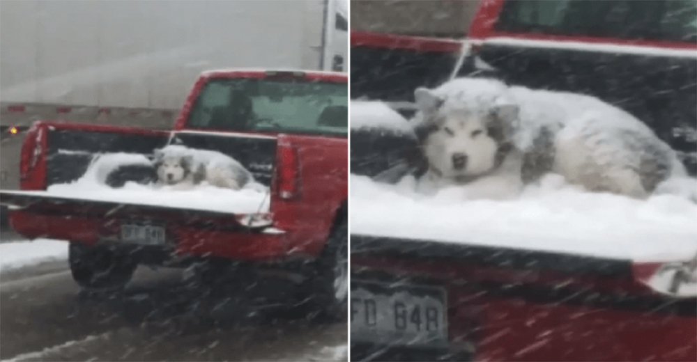 La imagen de un perrito en una camioneta en plena tormenta de nieve indigna a las redes La imagen de un perrito en una camioneta en plena tormenta de nieve indigna a las redes