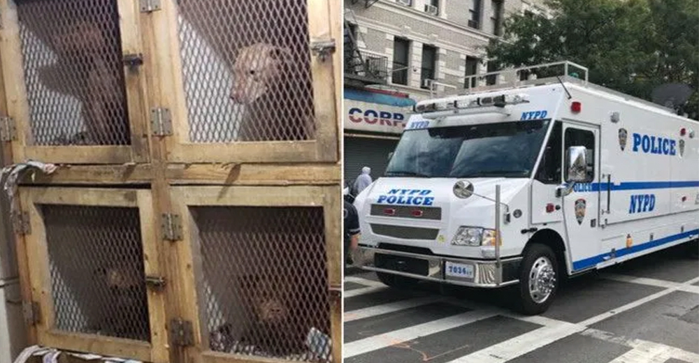 28 perritos son rescatados de las garras de una red de peleas de perros clandestinas 28 perritos son rescatados de las garras de una red de peleas de perros clandestinas