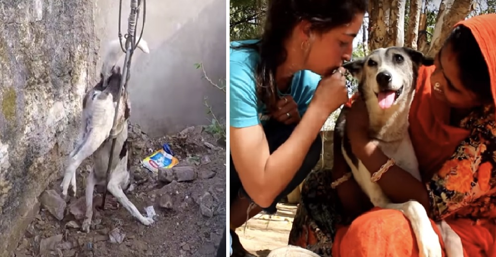 Luchan por salvar a una perrita que estaba agonizando atrapada en una barra de metal