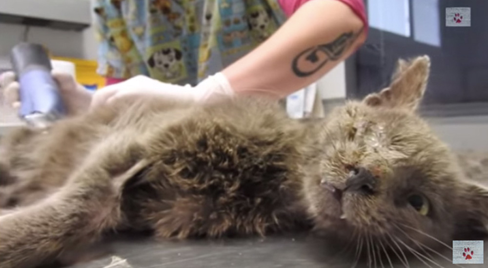 Gatito rescatado en condiciones deplorables demuestra que su voluntad es m谩s fuerte que su dolor Gatito rescatado en condiciones deplorables demuestra que su voluntad es m谩s fuerte que su dolor