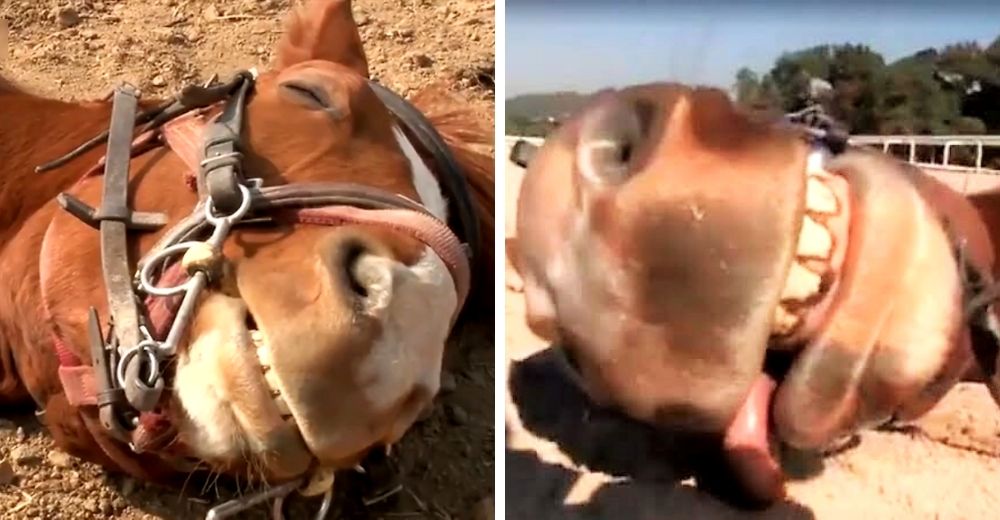 Dramático caballo finge estar muerto cada vez que alguien trata de montarlo