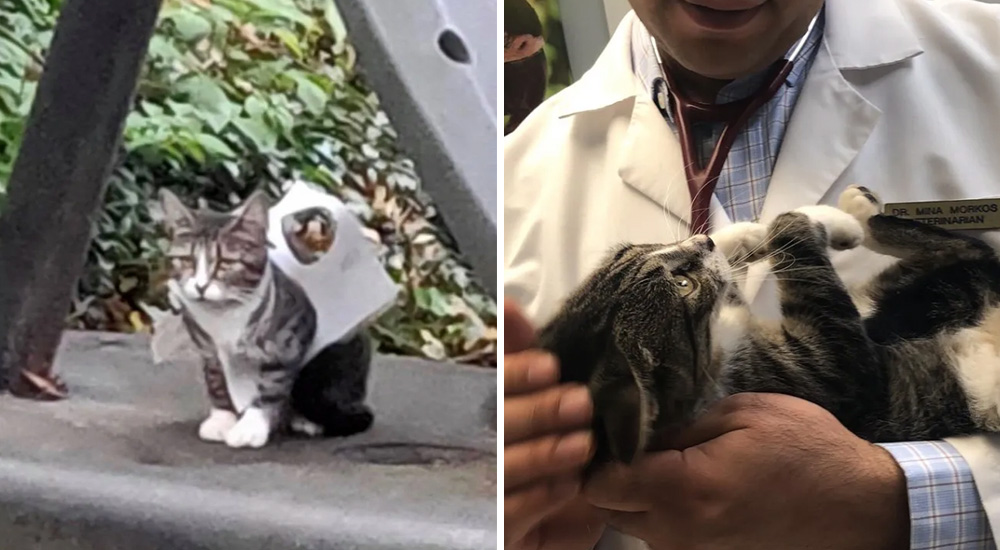 Una mujer se apiada de una gatita que estaba en la calle atrapada entre restos de plástico Una mujer se apiada de una gatita que estaba en la calle atrapada entre restos de plástico