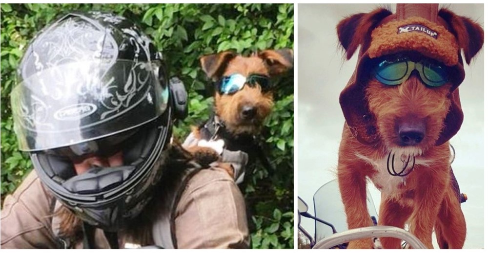 Encuentra a un amigo peludo al que le encanta viajar en moto tanto como a ella