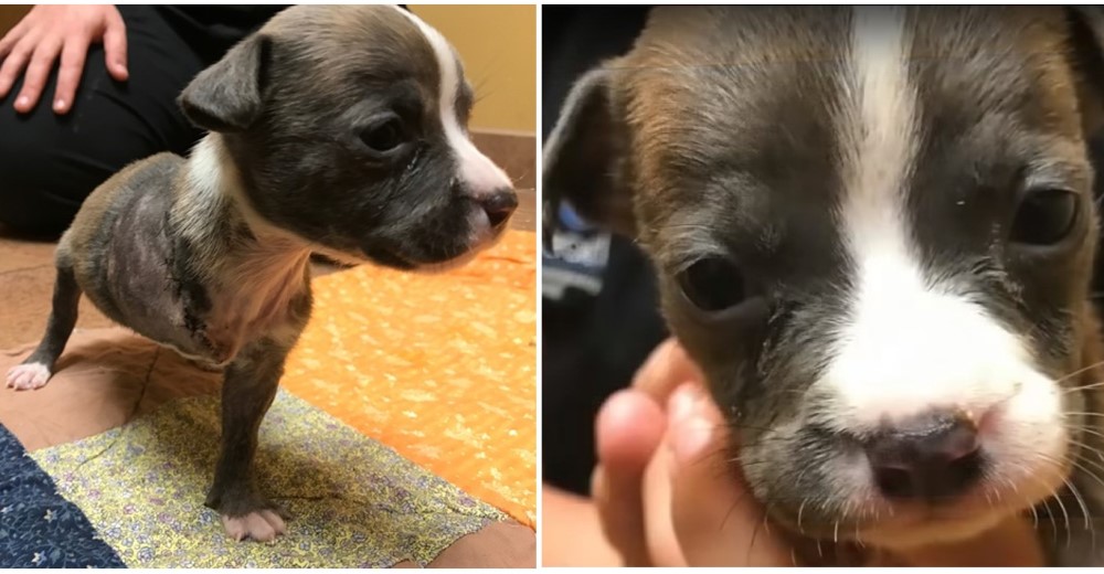 Pequeña perrita de tres semanas pierde una de sus patas, pero nunca sus ganas de vivir Pequeña perrita de tres semanas pierde una de sus patas, pero nunca sus ganas de vivir