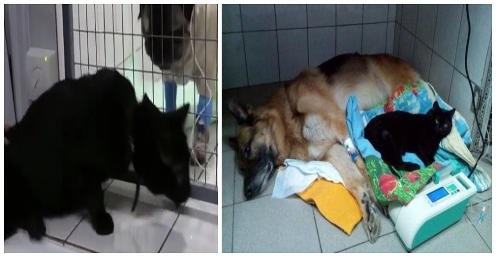 Nada le impide a este gato paralítico arrastrarse por el pasillo para acurrucar perros enfermos Nada le impide a este gato paralítico arrastrarse por el pasillo para acurrucar perros enfermos