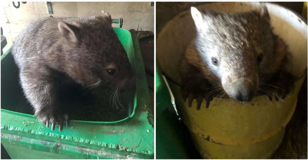 Atrapan a adorable «ladrón gordito» que regresa con frecuencia a robar comida en el refugio