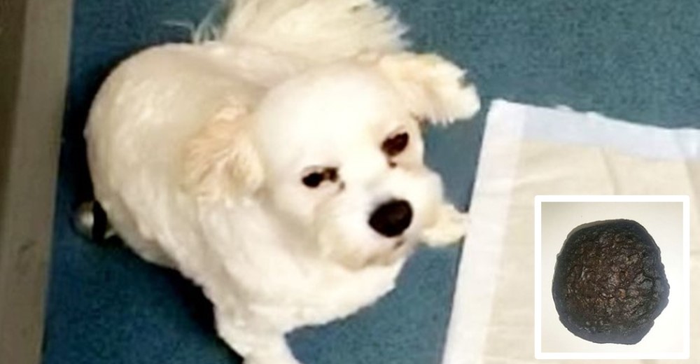 Un perro sobrevive tras comerse una galleta de una sustancia ilícita que encontró en el parque Un perro sobrevive tras comerse una galleta de una sustancia ilícita que encontró en el parque