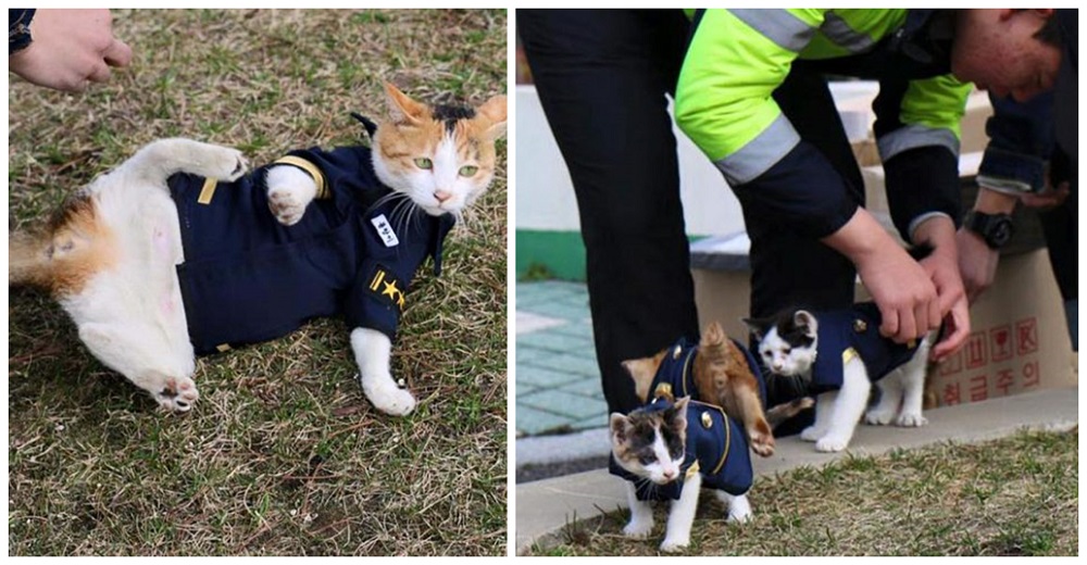 Gatita callejera embarazada escoge una comisaría para quedarse con sus gatitos y le dan trabajo