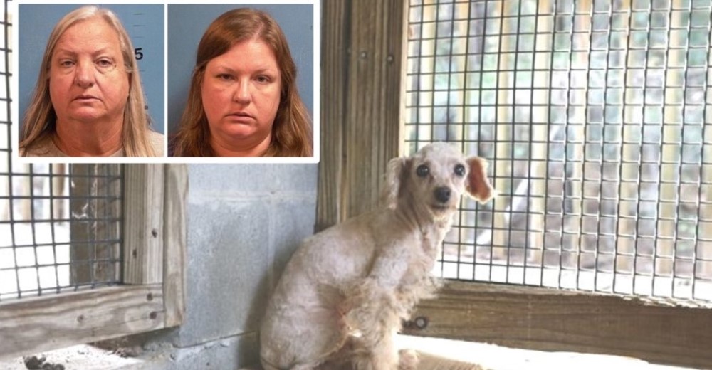Madre e hija son arrestadas por mantener cautivos a 43 perros en condiciones deplorables Madre e hija son arrestadas por mantener cautivos a 43 perros en condiciones deplorables