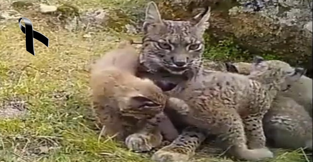 La lince Nenúfar vivía feliz con sus cuatro crías hasta que llegaron los cazadores furtivos La lince Nenúfar vivía feliz con sus cuatro crías hasta que llegaron los cazadores furtivos