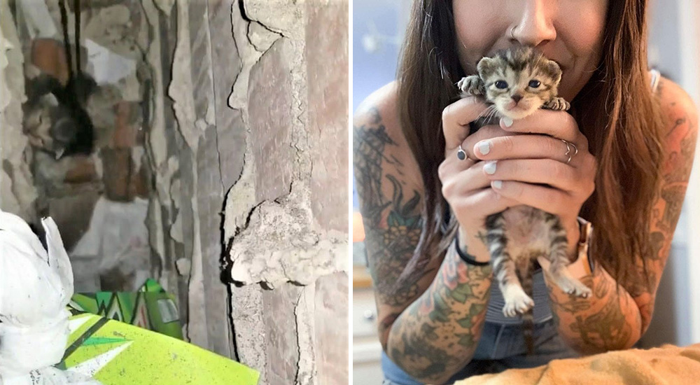 Abandonada entre las inaccesibles paredes de un hotel, esta chiquitina por poco no lo cuenta Abandonada entre las inaccesibles paredes de un hotel, esta chiquitina por poco no lo cuenta