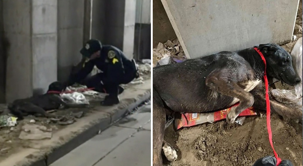 Trabajadores ven que algo se mueve en la basura, se acercan y saben que no hay tiempo que perder Trabajadores ven que algo se mueve en la basura, se acercan y saben que no hay tiempo que perder