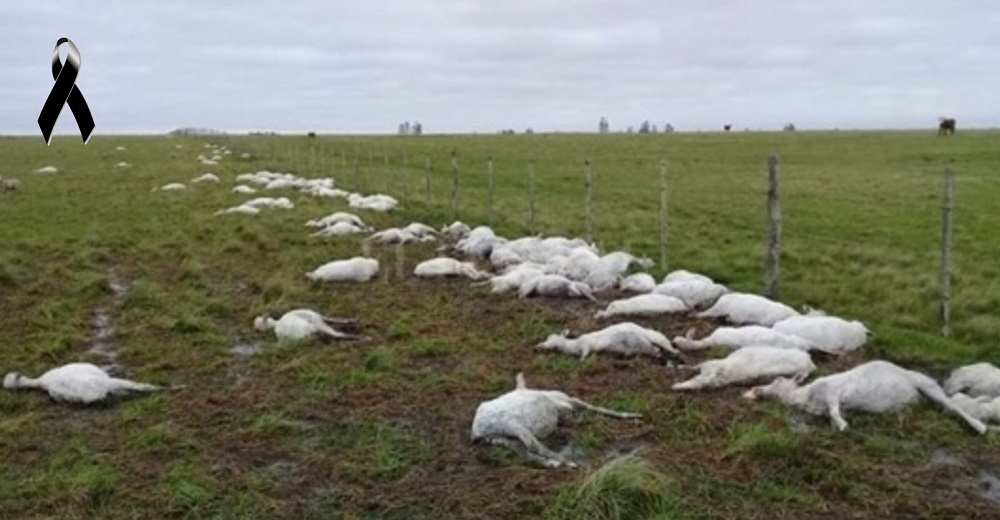 Un granjero advierte del peligro tras aparecer sus 3.500 ovejas sin vida después de esquilarlas Un granjero advierte del peligro tras aparecer sus 3.500 ovejas sin vida después de esquilarlas