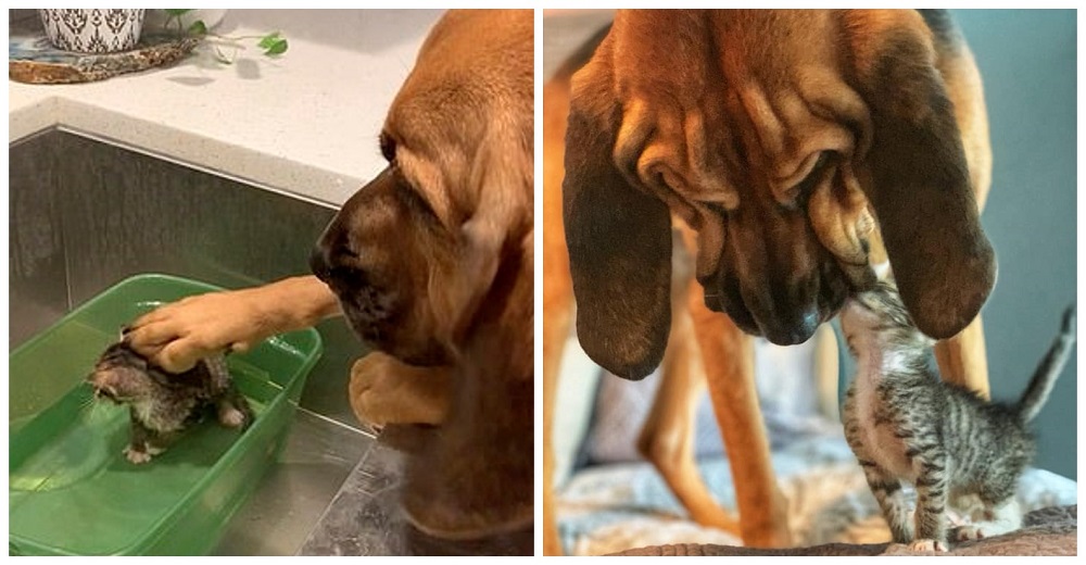 «Tienes un amigo en mí»–Con una ternura incomparable una perrita conforta a un gatito rescatado «Tienes un amigo en mí»–Con una ternura incomparable una perrita conforta a un gatito rescatado